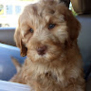 Meet your Posher, Henry